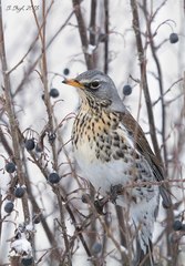 Turdus pilaris