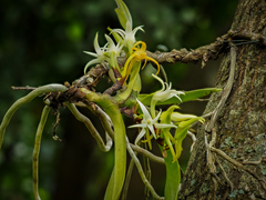 Cyrtorchis arcuata