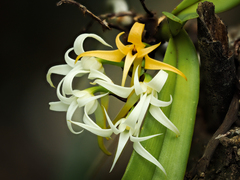 Cyrtorchis arcuata arcuata