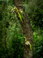 Cyrtorchis arcuata arcuata