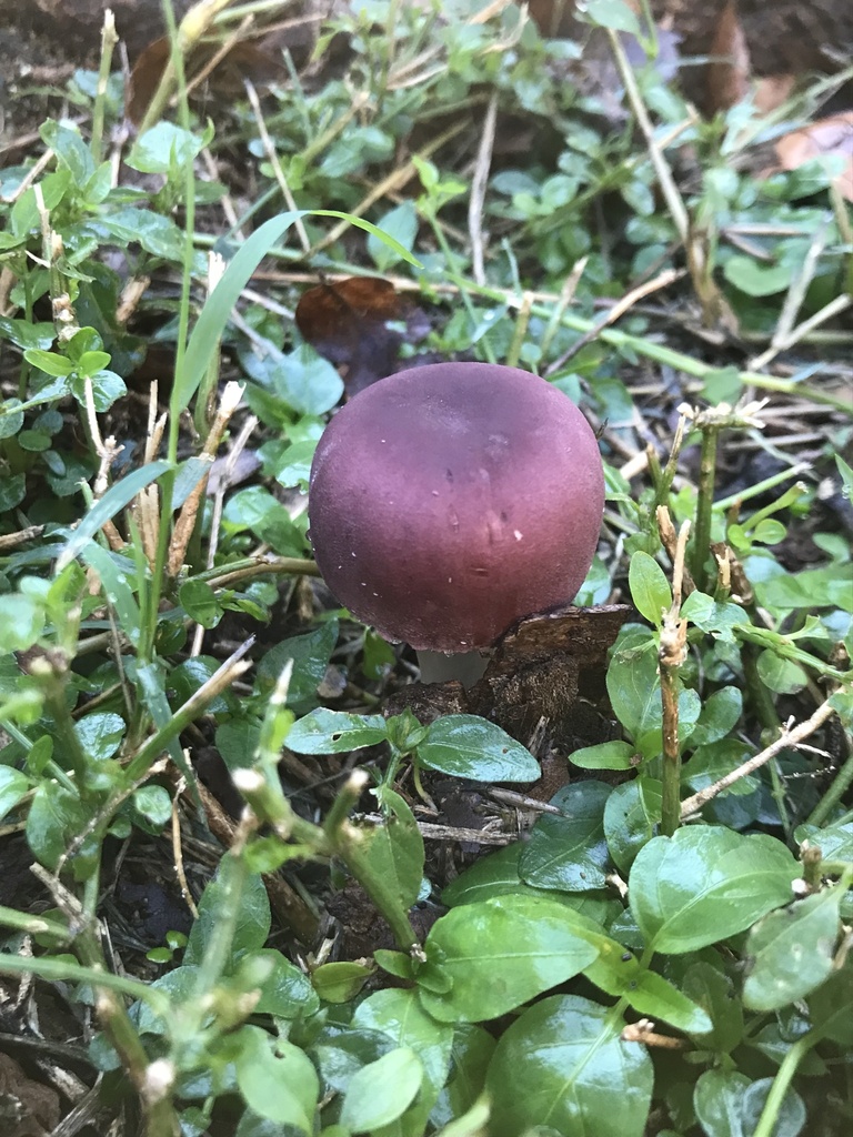 Leucocoprinus lilaceus · May 2023 · photo: © tutitah (iNaturalist, cc0)