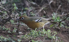 Geokichla piaggiae