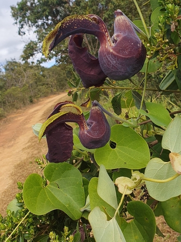 Aristolochia cymbifera, photograph 2