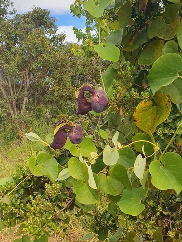 Aristolochia cymbifera, photograph 3