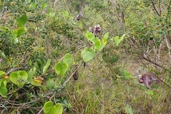 Aristolochia cymbifera, photograph João Arthur Rabello, CC BY, iNaturalist via GBIF