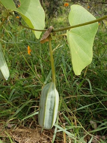 Aristolochia cymbifera, photograph 5