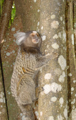 Callithrix jacchus × penicillata