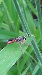 Sphex dorsalis