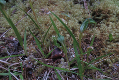 Pterostylis irsoniana