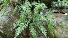 Asplenium pekinense