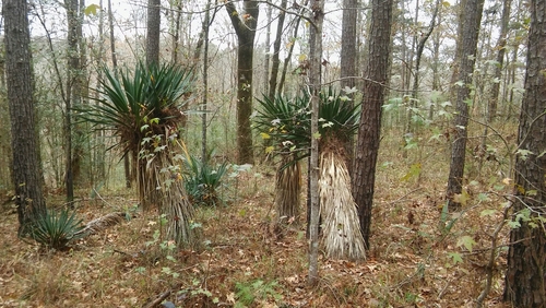 Yucca recurvifolia, photographed by an iNaturalist contributor