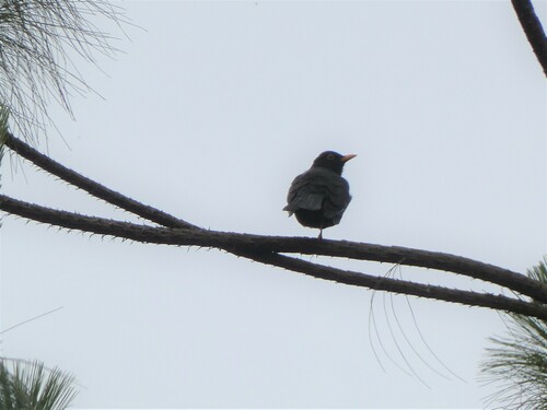 Black Thrush (Turdus infuscatus), photo 10