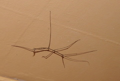 Bactricia bituberculata