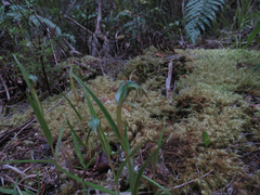 Pterostylis irsoniana