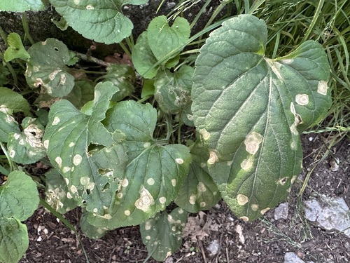 Ramularia lactea