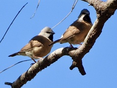 Black-Throated Finch photo 3