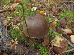 Leccinum rigidipes