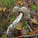 Leccinum rigidipes - Photo (c) Иван Матершев, some rights reserved (CC BY-NC), uploaded by Иван Матершев