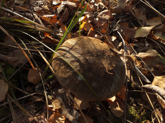 Leccinum rigidipes