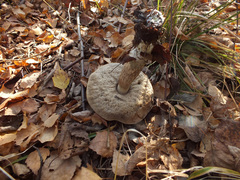 Leccinum rigidipes