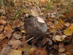 Leccinum rigidipes