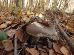 Leccinum rigidipes