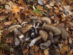 Leccinum rigidipes