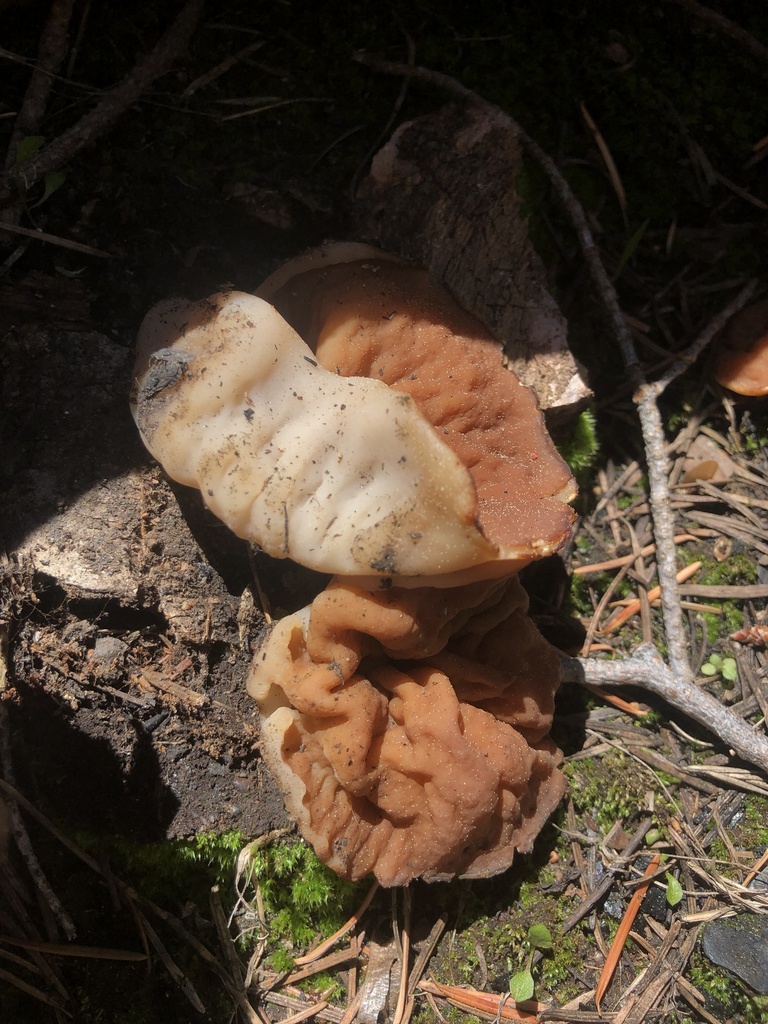 Maublancomyces accumbens