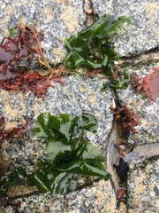 Ulva rigida