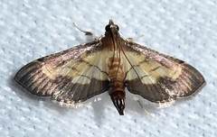 Cnaphalocrocis trebiusalis
