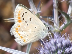 Polyommatus dorylas