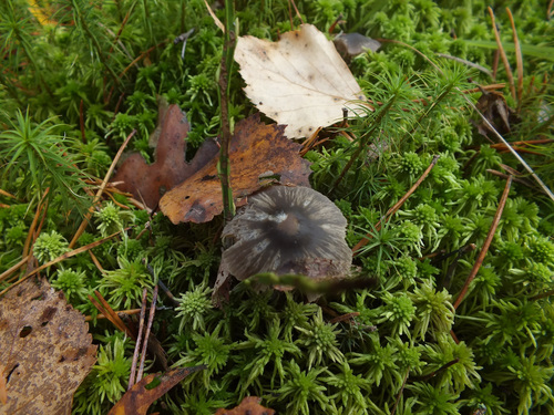 Hydropus trichoderma image