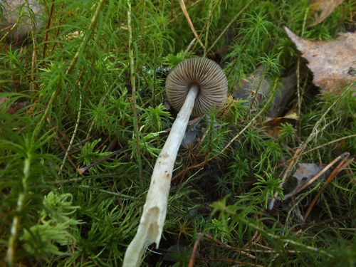 Hydropus trichoderma image