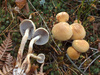 Smoky-gilled Hypholoma - Photo (c) Иван Матершев, some rights reserved (CC BY-NC), uploaded by Иван Матершев