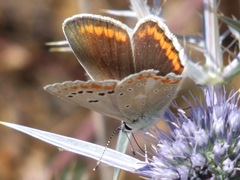 Polyommatus dorylas