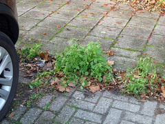 Galinsoga quadriradiata