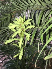 Wollemia nobilis