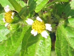 Galinsoga quadriradiata