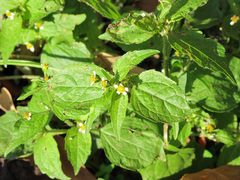 Galinsoga quadriradiata