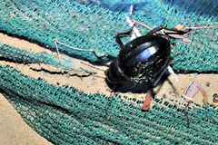 Pimelia arabica