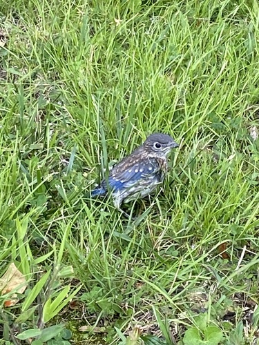 Common Eastern Bluebird photographed in Kentucky