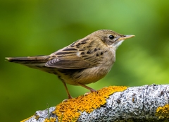 Common Grasshopper Warbler photo 3