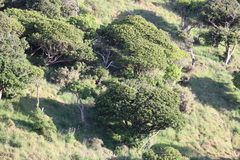 Dysoxylum spectabile