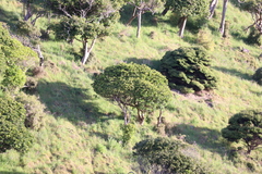 Dysoxylum spectabile