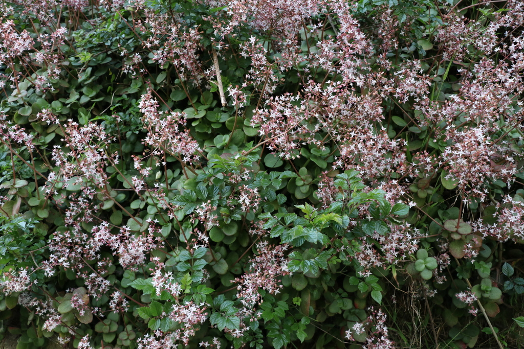 Septimia multicava (Lem.) P.V.Heath 2