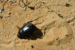 Pimelia arabica