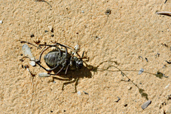 Pimelia arabica