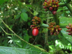 Notopleura uliginosa image