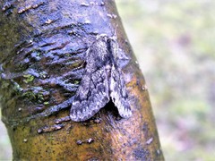 Apocheima hispidaria