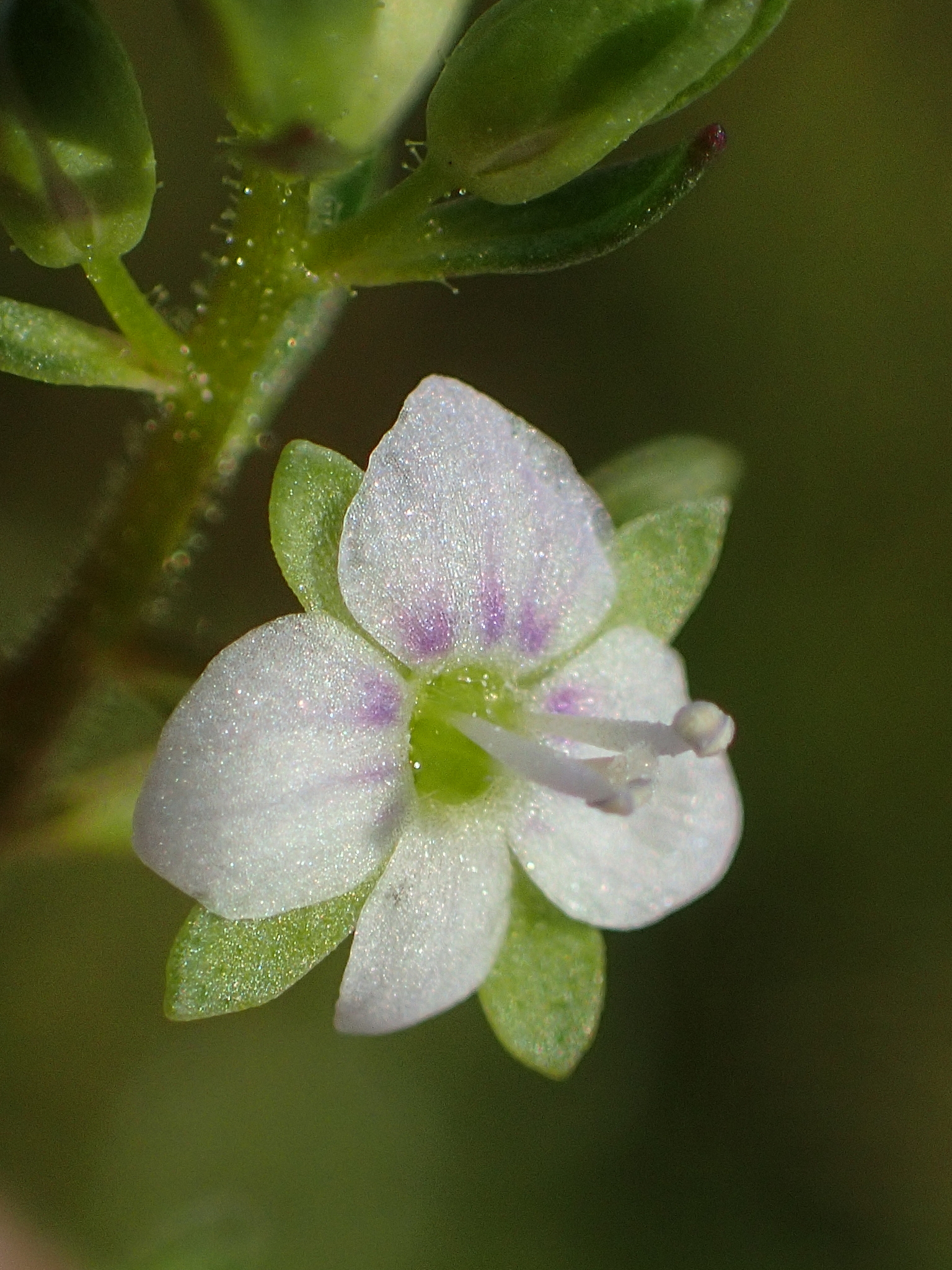 Veronica undulata